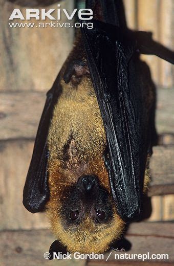 Madagascan Flying Fox Alchetron The Free Social Encyclopedia