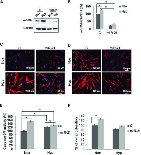 Mir 21 Knockdown Abrogates Hypoxiainduced Fibroblast To Myofibroblast