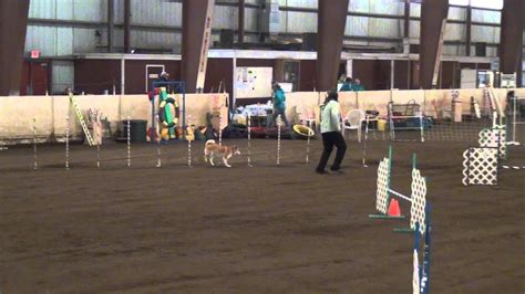 Shiba Inu Koji Master JWW Portland Agility Club PAC Trial 2013 1 4