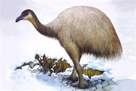 TerraNature | New Zealand ecology - Flightless birds, Moa, the fastest ...