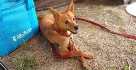 Campings Para Ir Con Perro Espa A Gu A Mascotapro