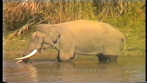 This Elephant Catches And Eats Fish Youtube