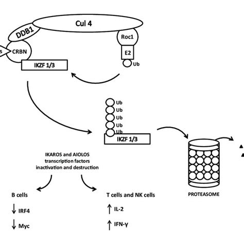 Schematic Model Of Cereblon Crbn Directed Cullin 4 Really Interesting Download Scientific