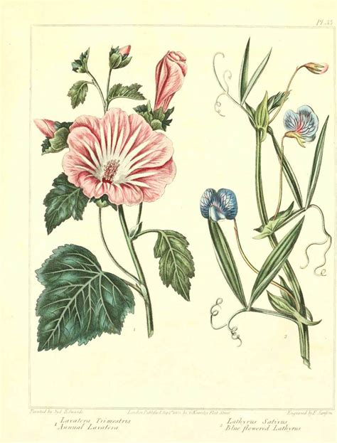 Old Botanical Illustration 