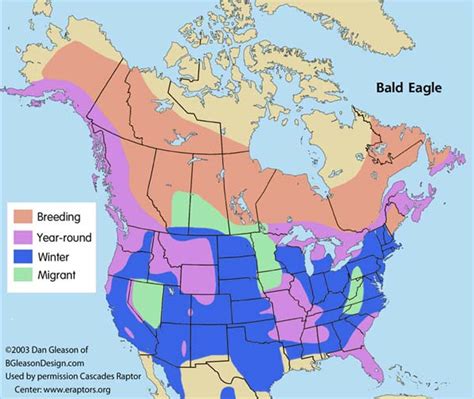 Bald Eagle: Bald Eagle's Habitat