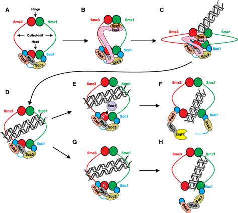 Possible cohesin cycle model. a Structure of cohesin complex. Smc1 and ...