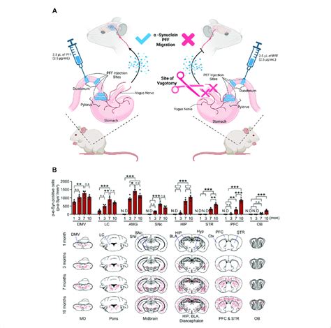 α Synuclein Progressively Translocates From The Gut Into The Brain Download Scientific Diagram