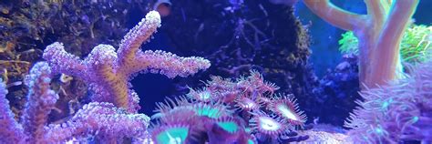 Морской аквариум. Самара. | Эта группа создана для популяризации ...