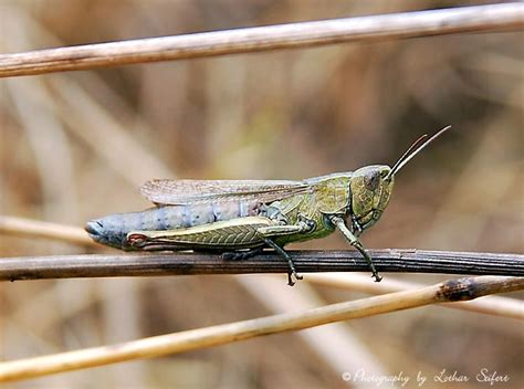 Gemeiner Grashüpfer Grille gehört zu den Insekten und zur Ordnung