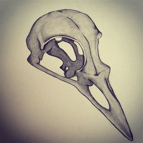 Crow Skull Drawing at GetDrawings | Free download