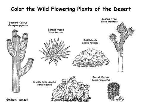 Desert plants clipart 20 free Cliparts | Download images on Clipground 2024