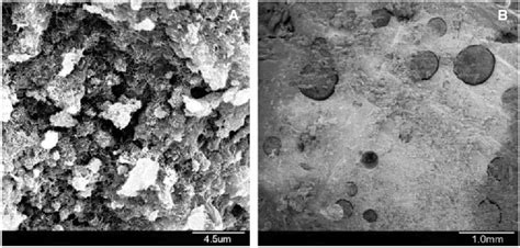 Figure 1 From In Vitro And In Vivo Analysis Of The Biocompatibility Of