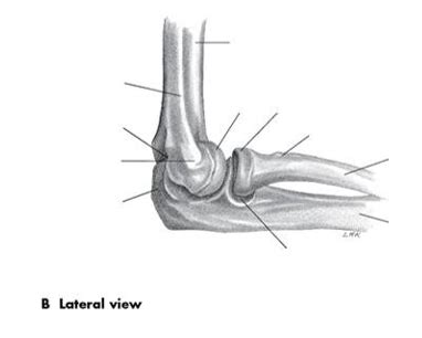 Bones Of The Elbow Joint Lateral View Diagram Quizlet