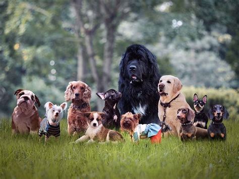 Cómo elegir la raza de perro adecuada trucos caserosy dela abuela