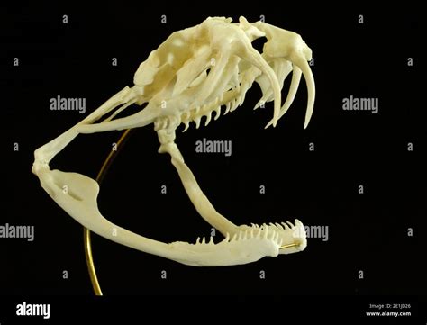 Gaboon viper fangs hi-res stock photography and images - Alamy