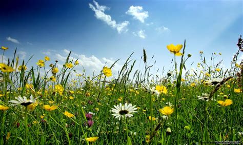 Spring Flower Fields Wallpapers Top Free Spring Flower Fields