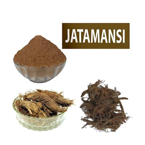 Nardus Jatamansi Root Natural Jatamansi Powder Balchar Nardostachys