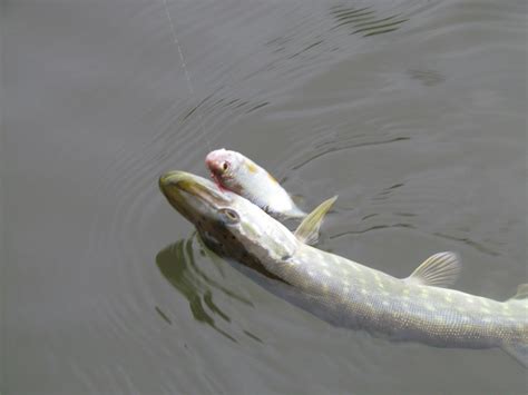 Pêche au vif une technique de pêche toujours très efficace