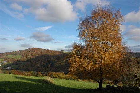 Silver Birch Tree Near Penallt Church Philip Halling Cc By Sa