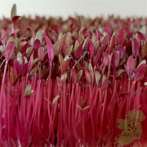 Organic Red Amaranth Microgreen Seeds Ireland