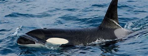 Iceland Whale Watching February - Three Species Day in Snaefellsnes