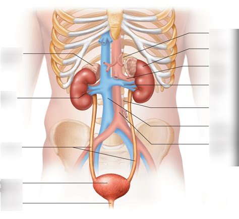 Fig 20.1 Urinary system anatomy Diagram | Quizlet