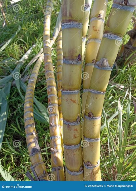 Yellow Sugar Cane Trees Fresh Sugar Cane Tree Growth In The Field