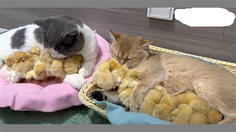 The Two Kittens Are Qualified Chick Mothers And The Kittens Help The