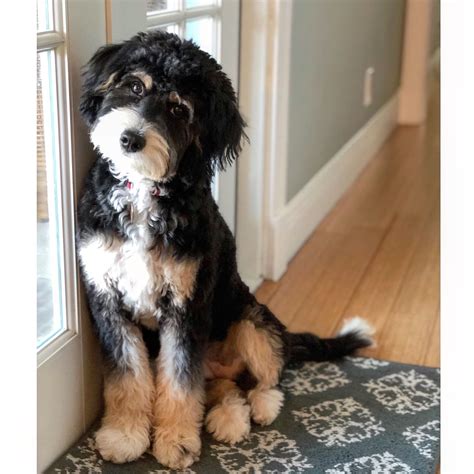 Bernedoodle Facts The Ultimate Bernedoodles Guide Artofit