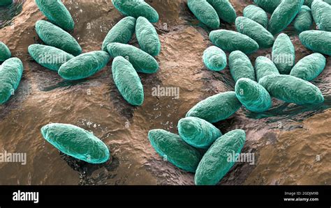 Bacteriano Brucella Fotos e Imágenes de stock Alamy