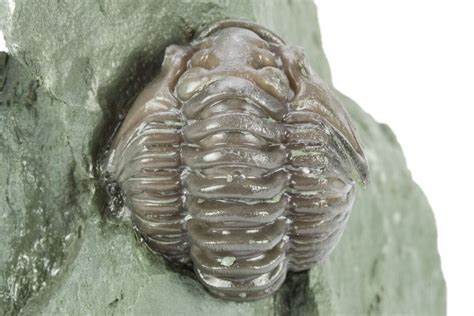 71 Wide Enrolled Flexicalymene Trilobite Mt Orab Ohio 245173