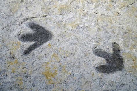 Dinosaur tracks-Cretaceous Ornithopods – Geology Pics