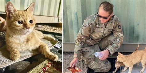 This Mama Kitty Comforted Soldiers Overseas Now Shes Going To The