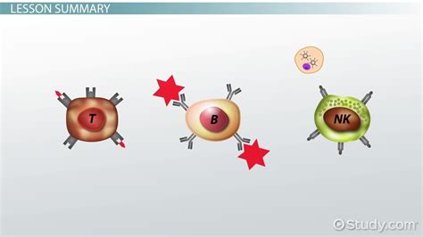 Lymphocytes | Definition, Types & Function - Lesson | Study.com