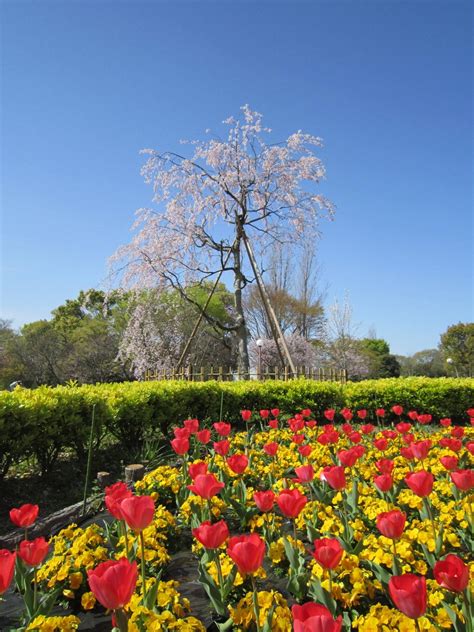 花博記念公園鶴見緑地 桜 大阪府 大阪市鶴見区 バイクで遠足しませんか