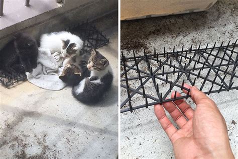 Cats Are Evolving! Scared People Are Sharing Pics Of Kittens Immune To ...