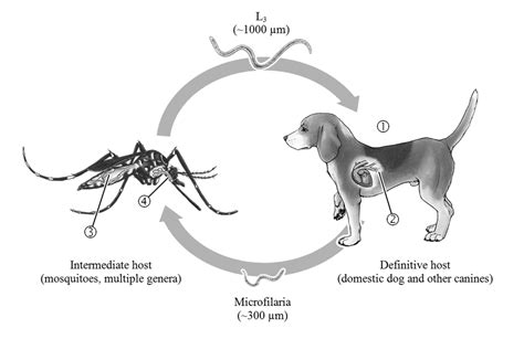 Heartworm Lifecycle By Kalaharifox On Deviantart