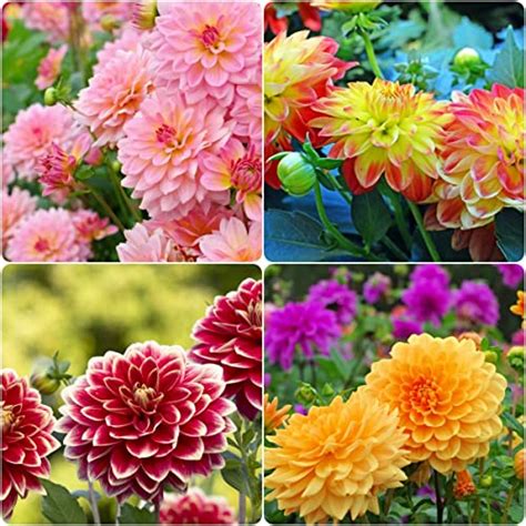 Planting Dahlia Seeds: 9 Easy Tips to Grow Dahlias from Seed