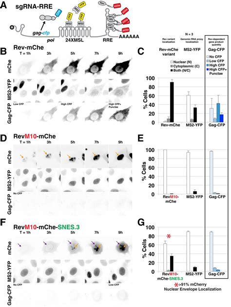 Nuclear Export Signal Masking Regulates HIV 1 Rev Trafficking And Viral