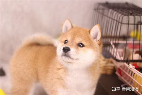 豆柴犬多少钱一只 豆柴犬和柴犬的区别 知乎