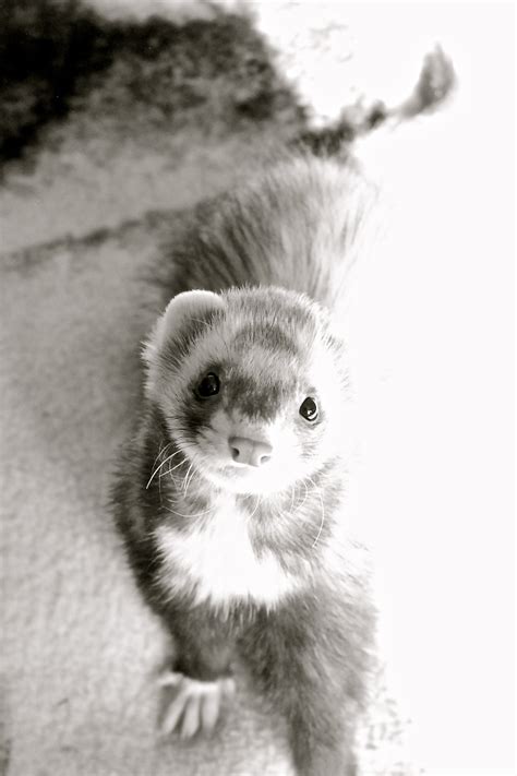 The Book Ferret: Photo