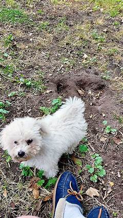 Kaylee Goncalves Obituary