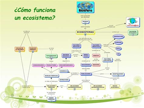 Funcionamiento De Un Ecosistema Ecosistemas Mapa Conceptual Factores Bioticos Y Abioticos