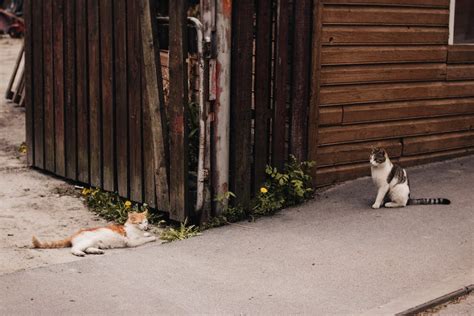 Warum Miauen Katzen Wenn Sie Aufs Klo Gehen Miautastisch De