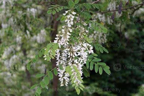 acacia tree flowers 17411500 Stock Photo at Vecteezy