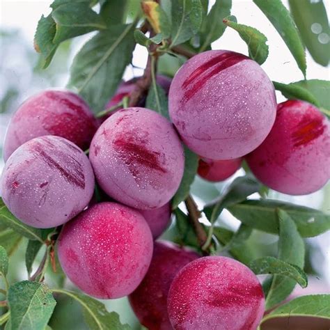 Buon Prodotto In Linea Autentico Garantito Albero Da Frutto Susino