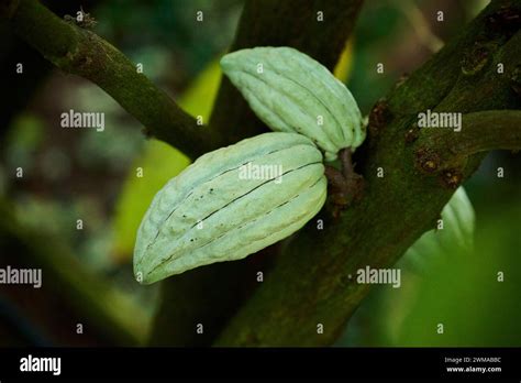 Cacao Tree Theobroma Cacao Fruits Hanging On A Tree Growing In A