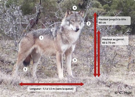 Caractéristiques du loup gris en France Le loup en France