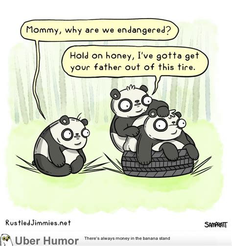 Pandas | Funny Pictures, Quotes, Pics, Photos, Images. Videos of Really ...