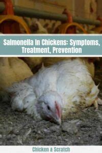 Salmonella In Chickens: Symptoms, Treatment, Prevention